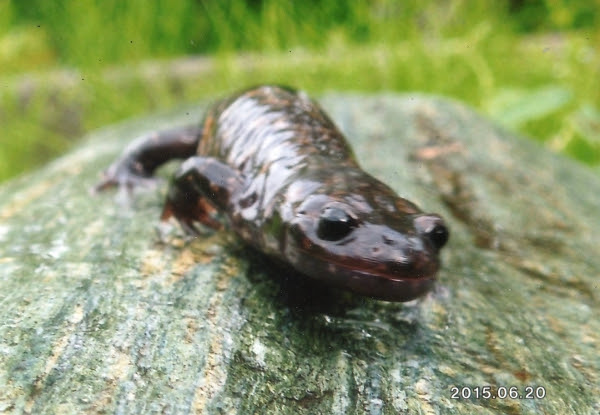 四国徳島に生息するサンショウウオ サンショウウオの鼻