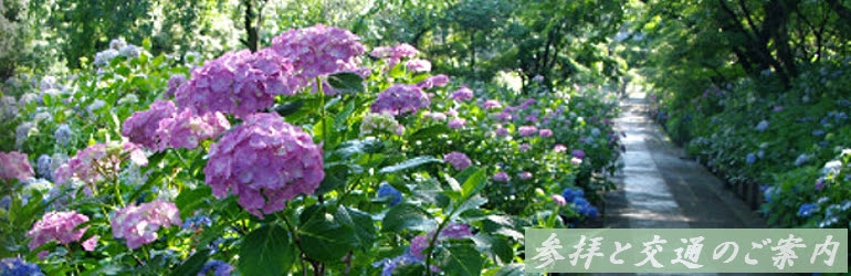 本土寺 公式 参拝と交通のご案内 紫陽花寺