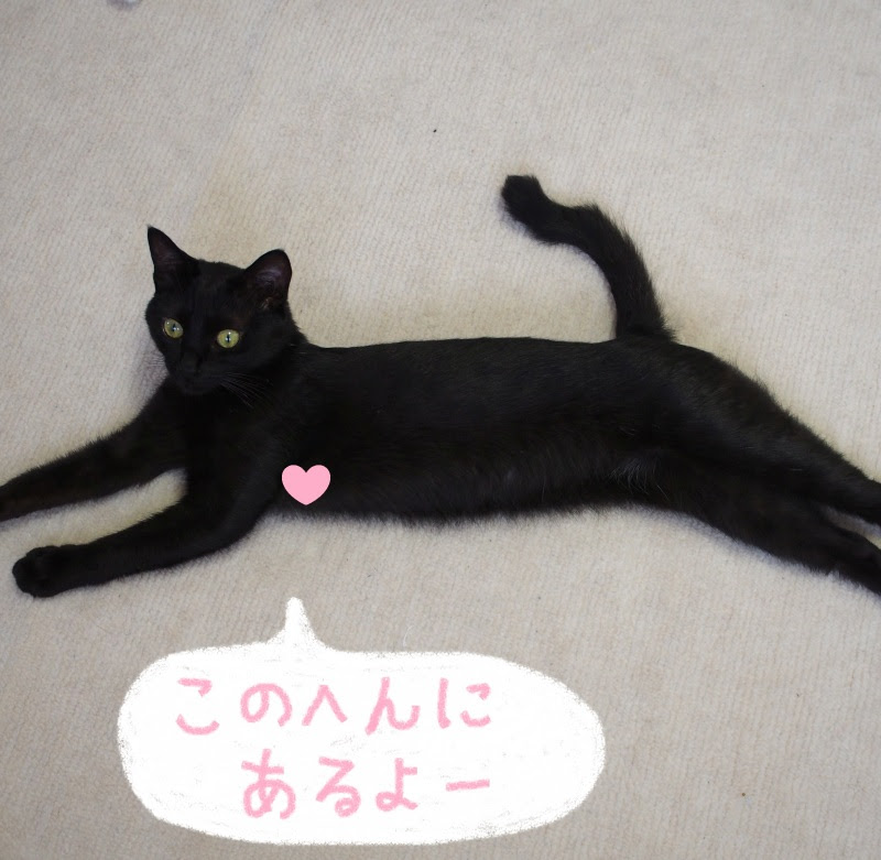 ふかつ動物病院コラム 18年11月