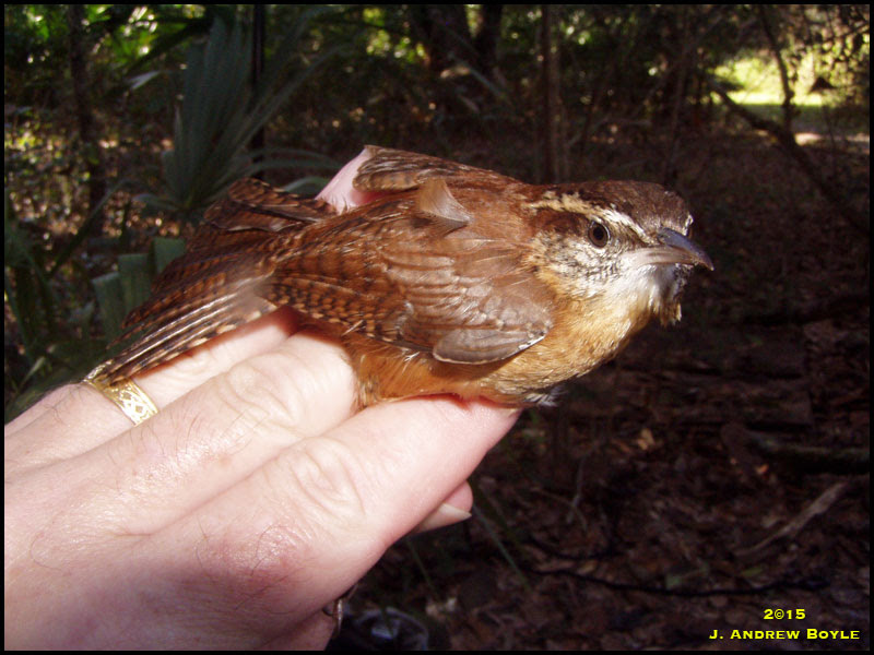 Carolina Wren