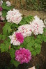 DSC02990