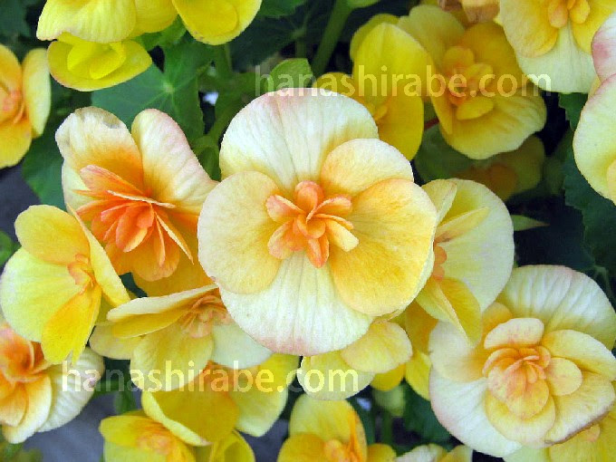 エラチオールベゴニア 花しらべ 花図鑑