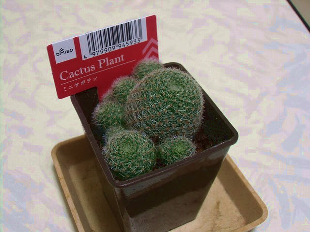 ダイソーサボテン購入 ピー助日記