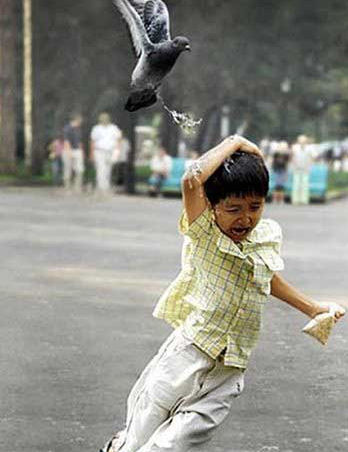 funny animals cute cats jerk fail