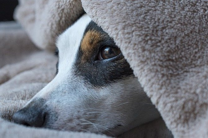 名古屋市でおすすめの犬カフェ ドッグカフェ9選 愛犬同伴okのカフェや犬に会えるカフェを厳選 ペットの窓口アニーマガジン