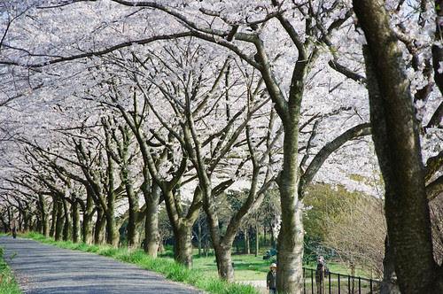 sakura at saitama