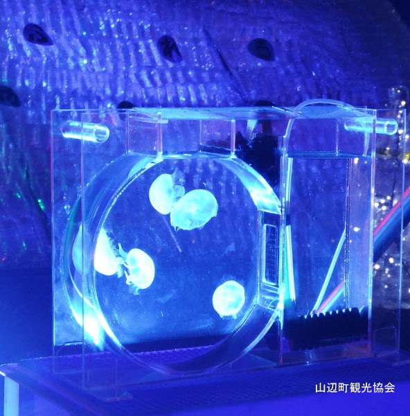 ペットボトルイルミネーションとクラゲのコラボネーション やまのべ観光ガイド 山辺町観光協会