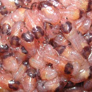 05 10 09 ザリガニの水をかえてあげようとして メス ザリガニを捕まえてビックリ なんとっ お腹に卵を抱えているではないかっ やっと 産まれたか 先月 何回か交尾している姿はみかけた ネットで調べてみると交尾後 約２週間で産卵