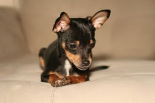 Dexter