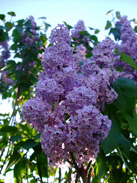 DSCF2768-450x600