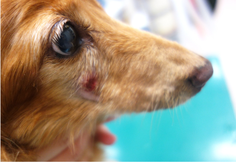 歯科 口腔外科 鹿児島大学共同獣医学部附属動物病院