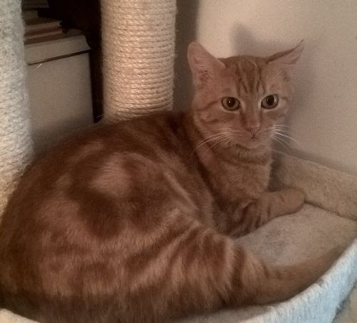 Katzenschutzbund Köln Ev Leukose Felv Katzenschutzbund