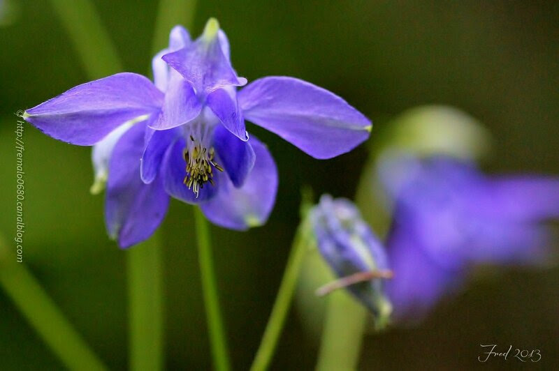 Aquilegia vulgaris