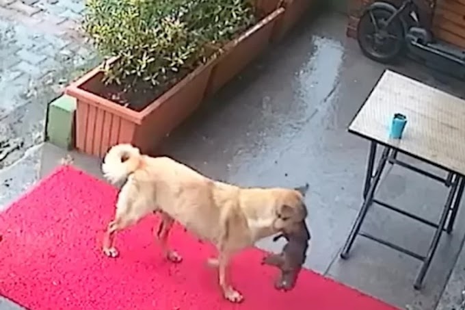 Desperate Canine Mother Carries Unconscious Puppy to Vet Clinic