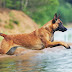 Belgian Malinois - Greeley Man Raised Puppies Stolen 5 Months Later Police Seek Help Finding Them Greeley Tribune / The overall impression is of power without bulkiness.
