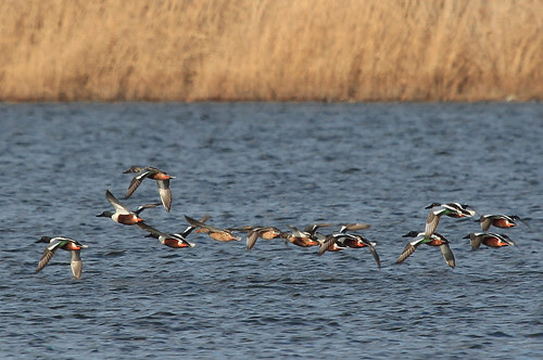 Northern Shovelers