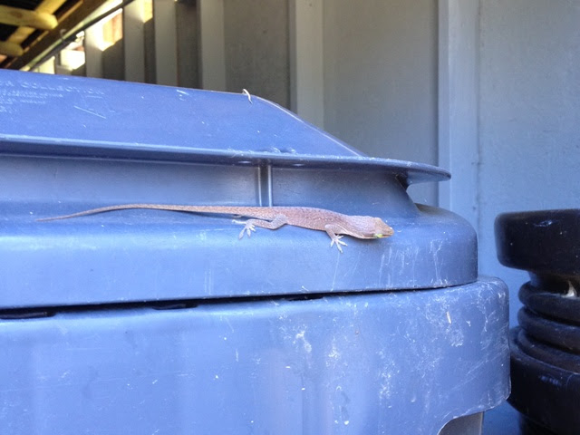 ジーナの小径 アラバマ 自宅 トカゲ 黒いナメクジ