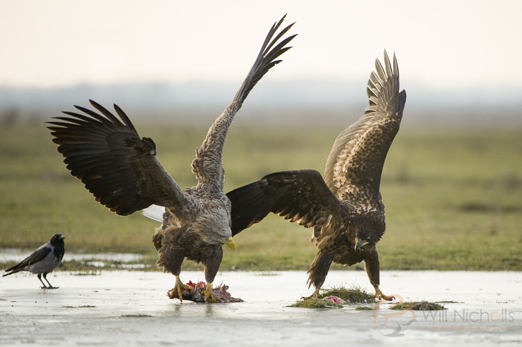 white tailed eagles