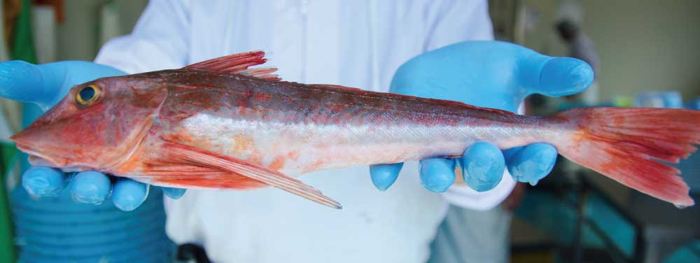 ホウボウの親戚 カナガシラの食べ方大公開 唐揚げ 煮付け 刺身