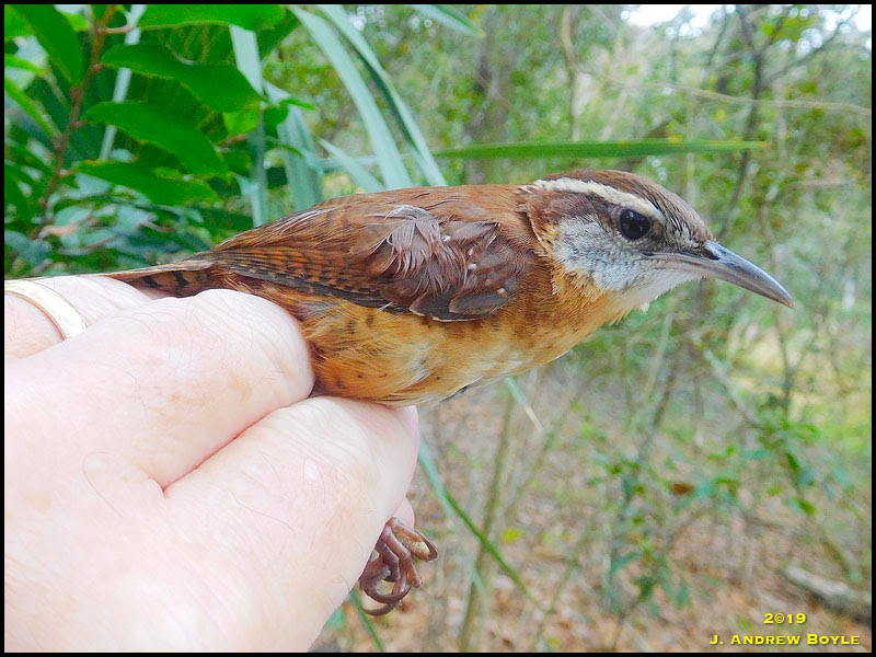 Carolina Wren