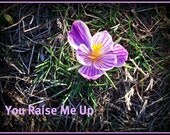 Card Photograph Crystal's First Crocus