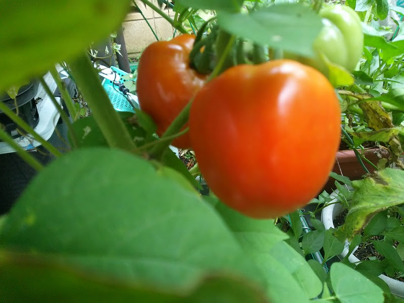 トマトに穴を開ける虫 家庭菜園 やってる