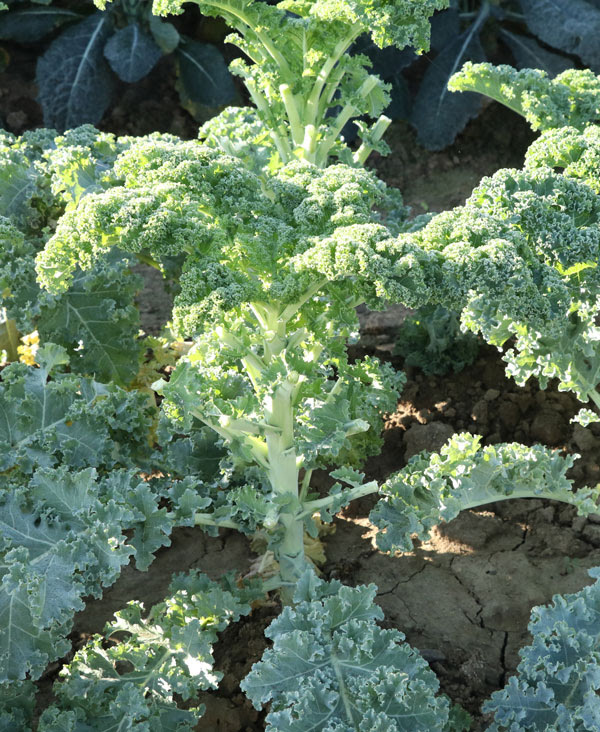 ケール カリーノケールcg 厳寒期でも葉が軟らかく サラダに向く 低温伸長性の品種 一般地 暖地秋冬どり トキタ種苗の野菜品種カタログ 栽培ガイド