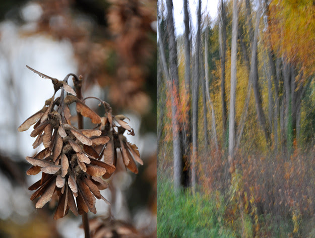 seed-pods-and-thin-trees