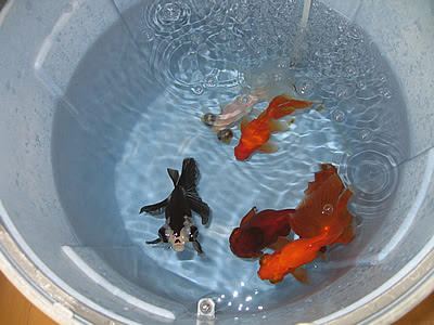 全水換えをしました みにまむの自由日記