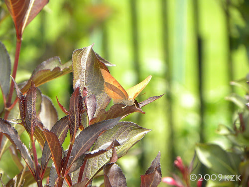 Butterfly on Wine and Roses Weigela