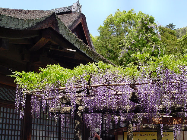 春日大社の砂ずりの藤