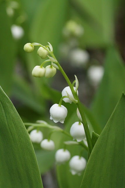スズラン 四季の山野草 春