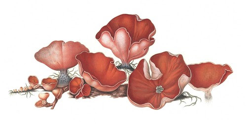 Peziza dichroa (Aleuria aurantia)