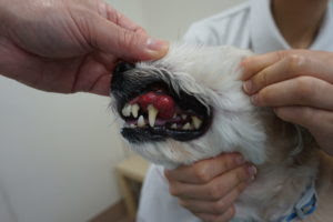 犬と猫の口腔内腫瘍 いしじま動物病院 柏市 流山市