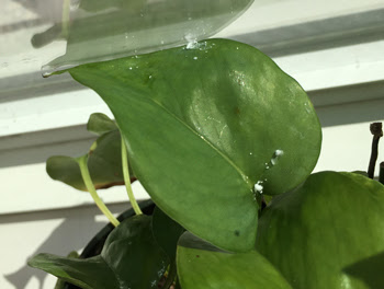 人と違っても えーやんか ポトスの白い粉の正体 虫注意