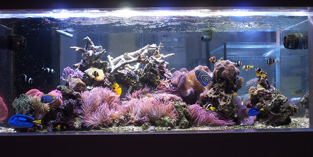 クマノミとイソギンチャクを楽しむアクリル1500水槽 生麦海水魚センター別館
