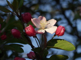 2月25日の誕生花 2月25日の誕生花はハナカイドウ