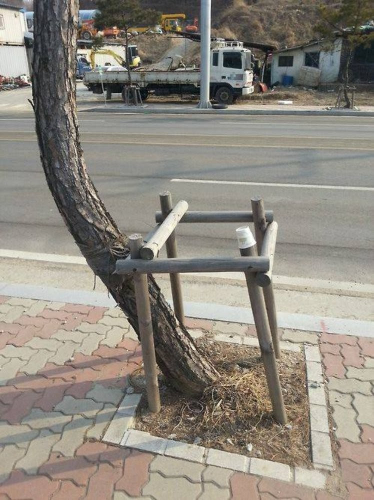 tree-rebel-18a2eebd5b6d2047d04ad4f58dbe0e61.jpg