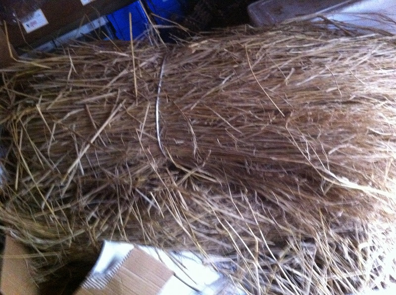 メダカの冬眠にワラを 花で暮らしを豊かに 花美館ブログ 花とメダカの 花美館ブログ