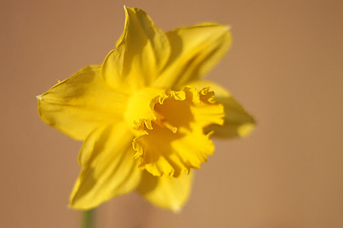 prespring12