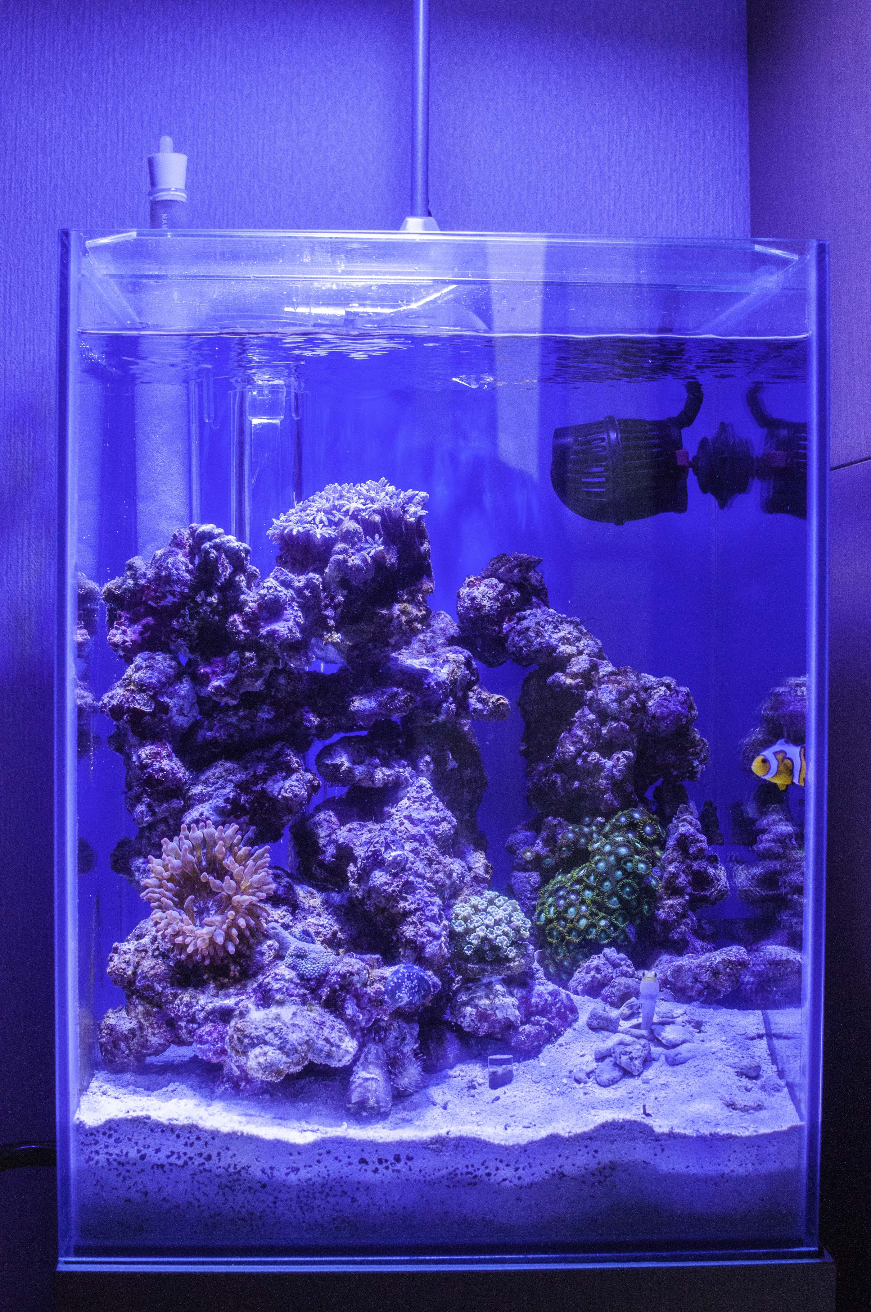 30ｃｍキューブ水槽の様子 Hi Too To はいっとーと