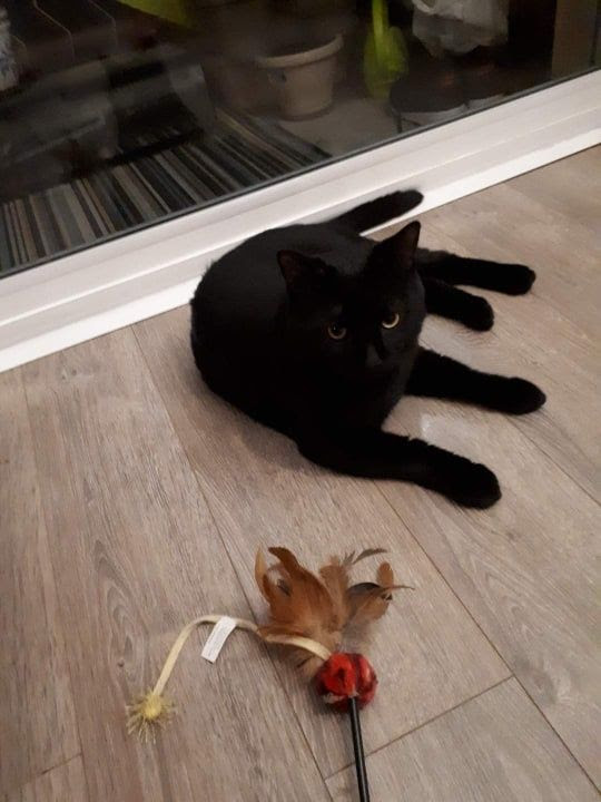 Papyrus Chat Male Noir De 16 A L Adoption Adopte Le Blog De Cha Mania