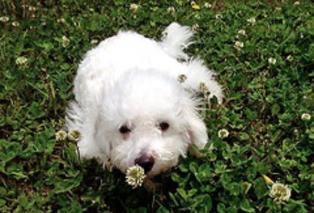 Learn the secrets of house training your Bichon Frise.