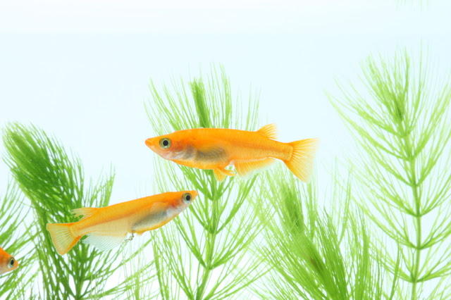 メダカの繁殖を一年中楽しむ方法をご紹介 熱帯魚 アクアリウム情報マガジン