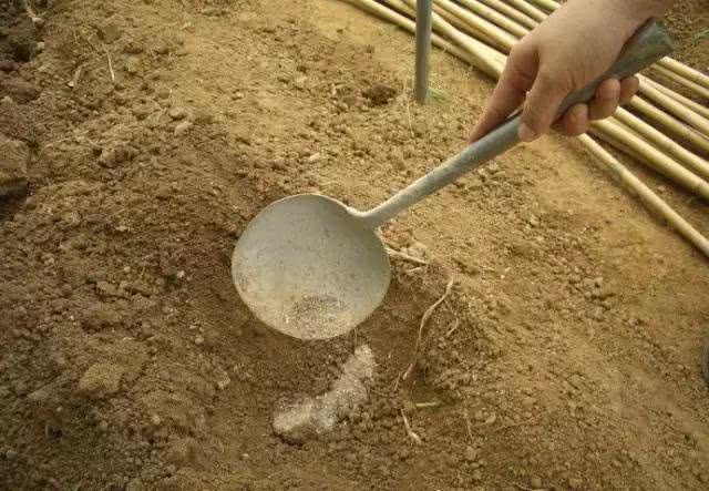 花生麸是果园之宝 有6种使用误区 手把手教你无臭发酵 看点快报