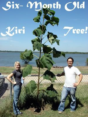 Paulownia tomentosa - La KIRI-REVOLUTION