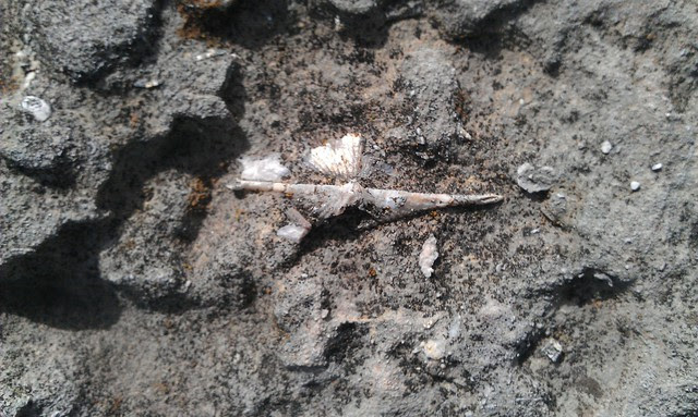 Brachiopod