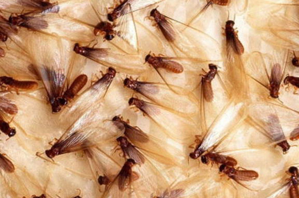 Siklus Hidup Rayap Siklus Hidup Rayap