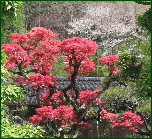 006 momiji in spring