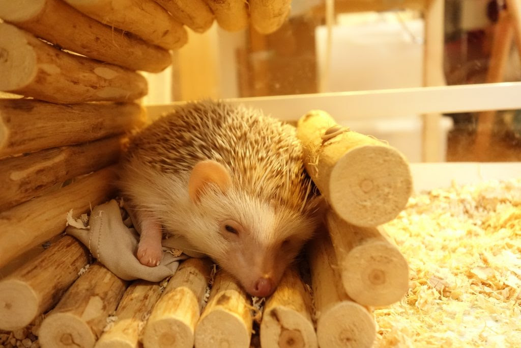 写真多め ハリネズミのかわいい所をたくさん書き出して その中から一番を選んでみた 我が家のツンカワ ハリネズミ